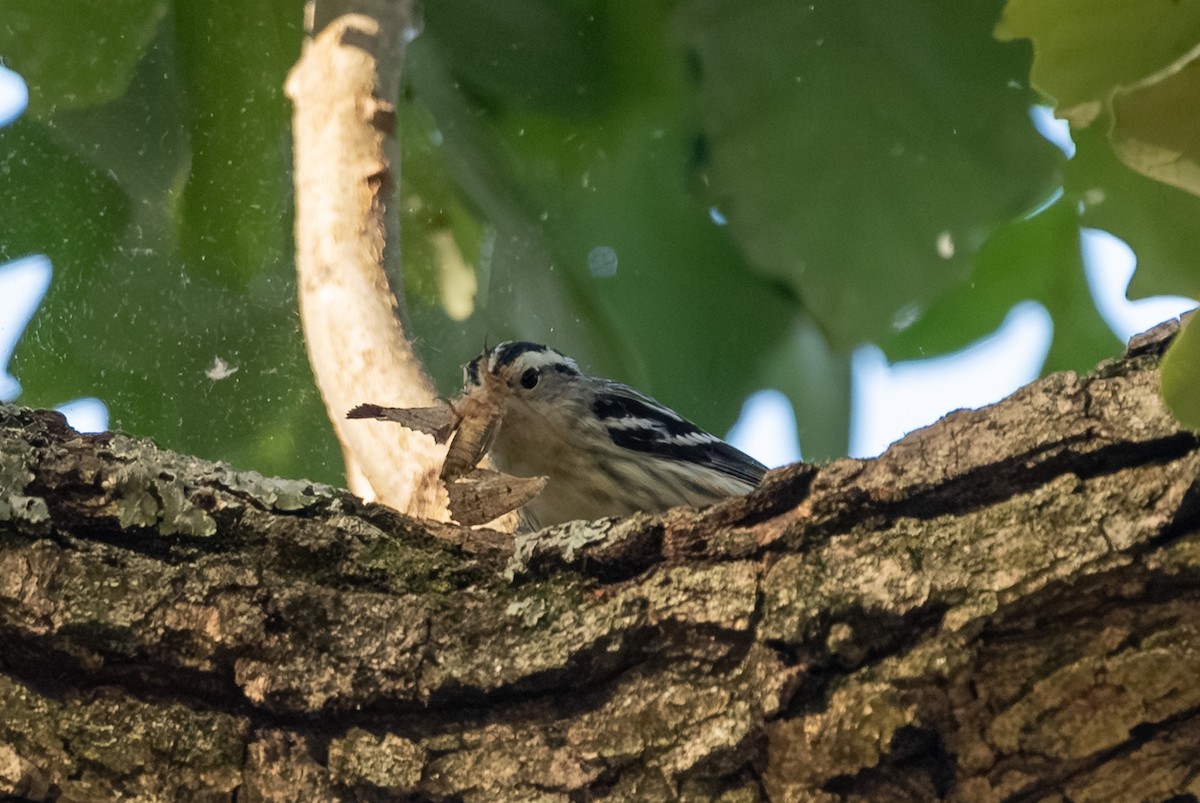 Black-and-white Warbler - ML642625494