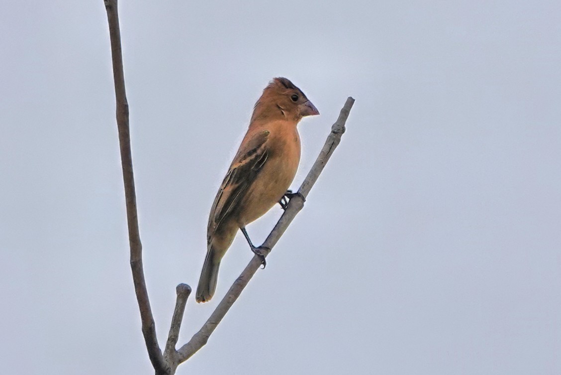 Blue Grosbeak - ML642625499