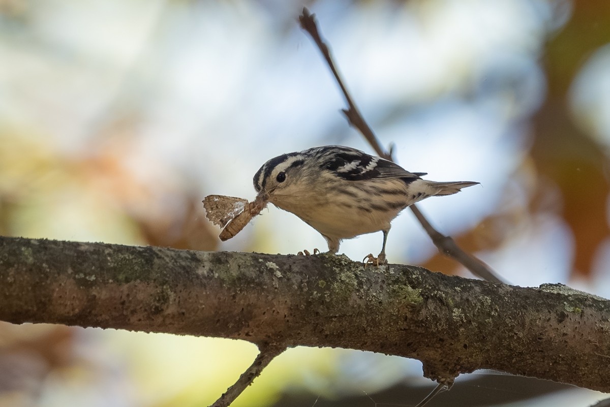 Black-and-white Warbler - ML642625508