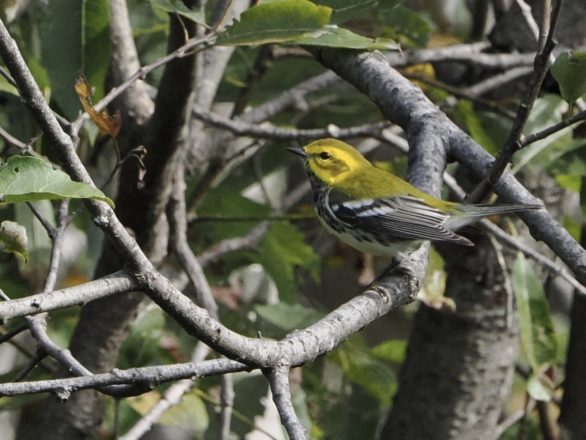 Black-throated Green Warbler - ML642625519