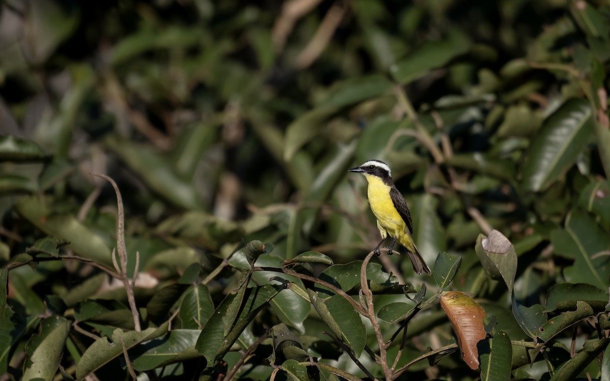 Yellow-throated Flycatcher - ML642625520