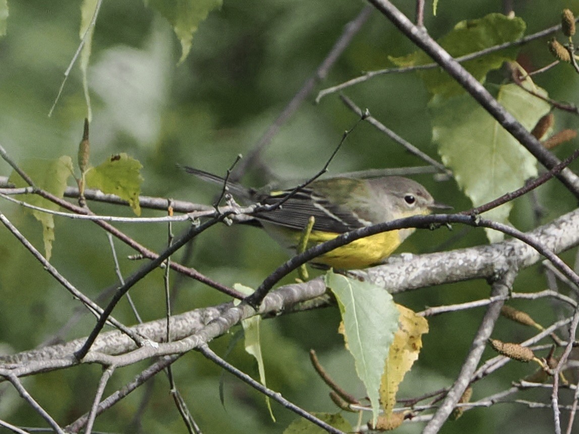 Magnolia Warbler - ML642625538
