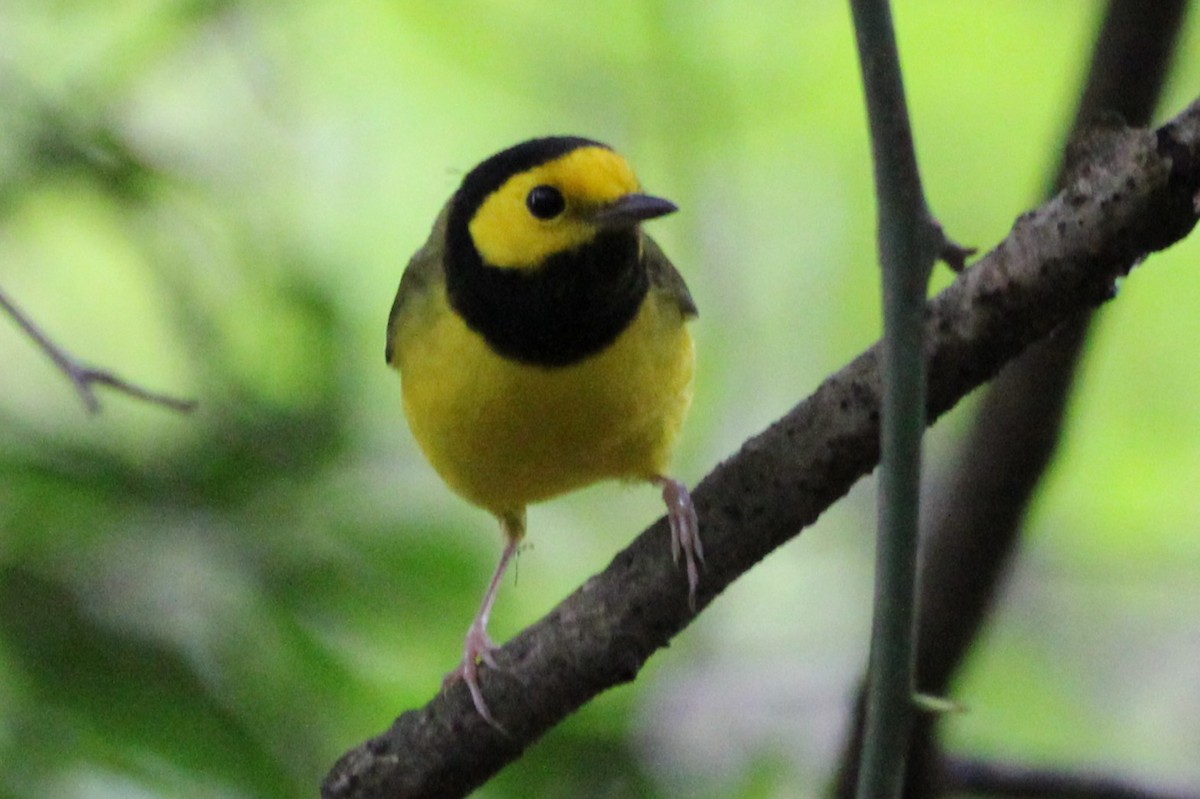 Hooded Warbler - ML642625574