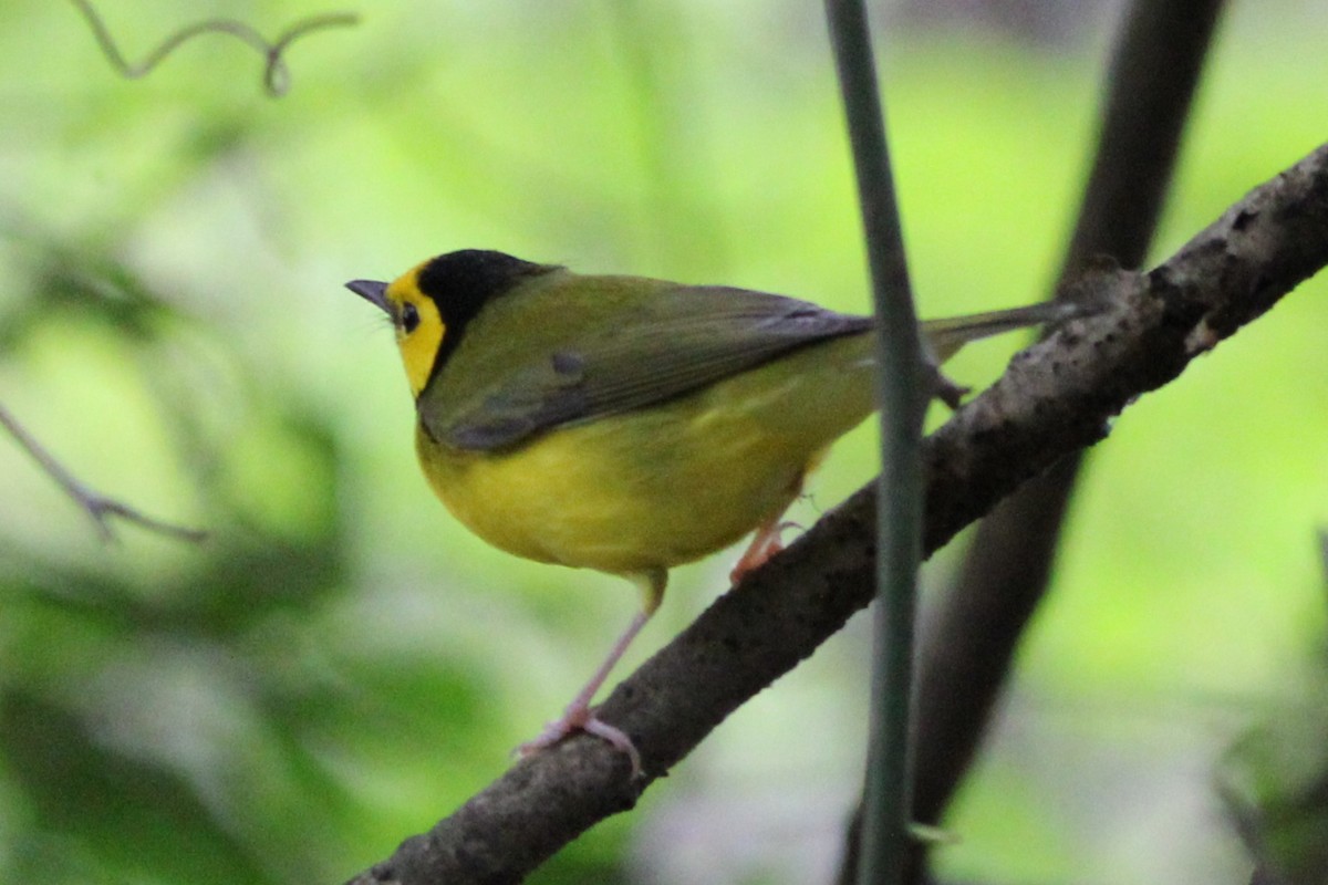 Hooded Warbler - ML642625585