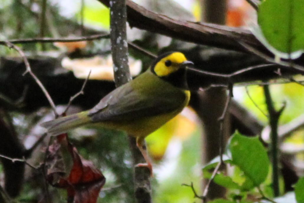 Hooded Warbler - ML642625592