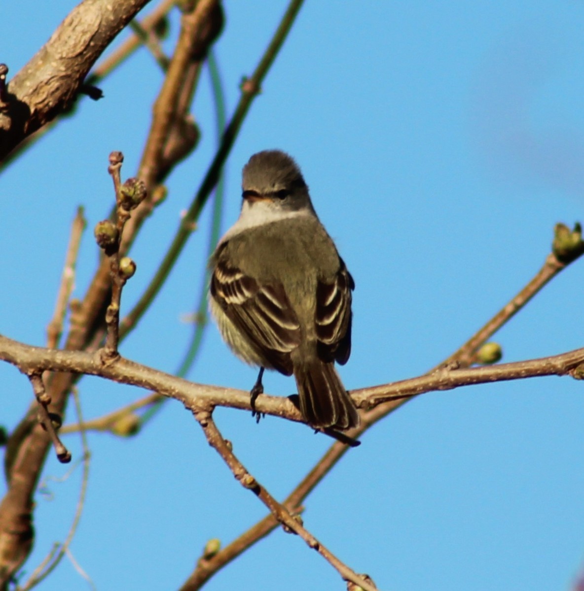 Southern Beardless-Tyrannulet - ML642625597