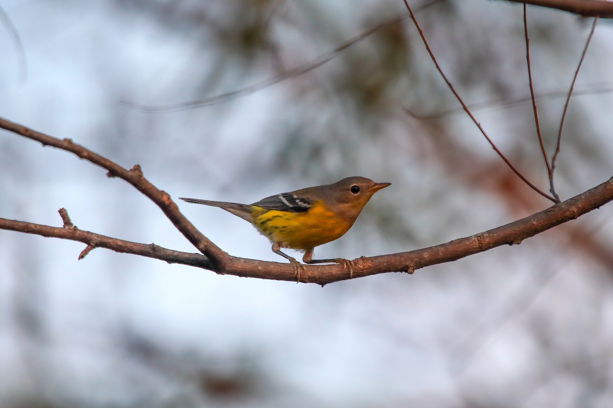 Magnolia Warbler - ML642625601