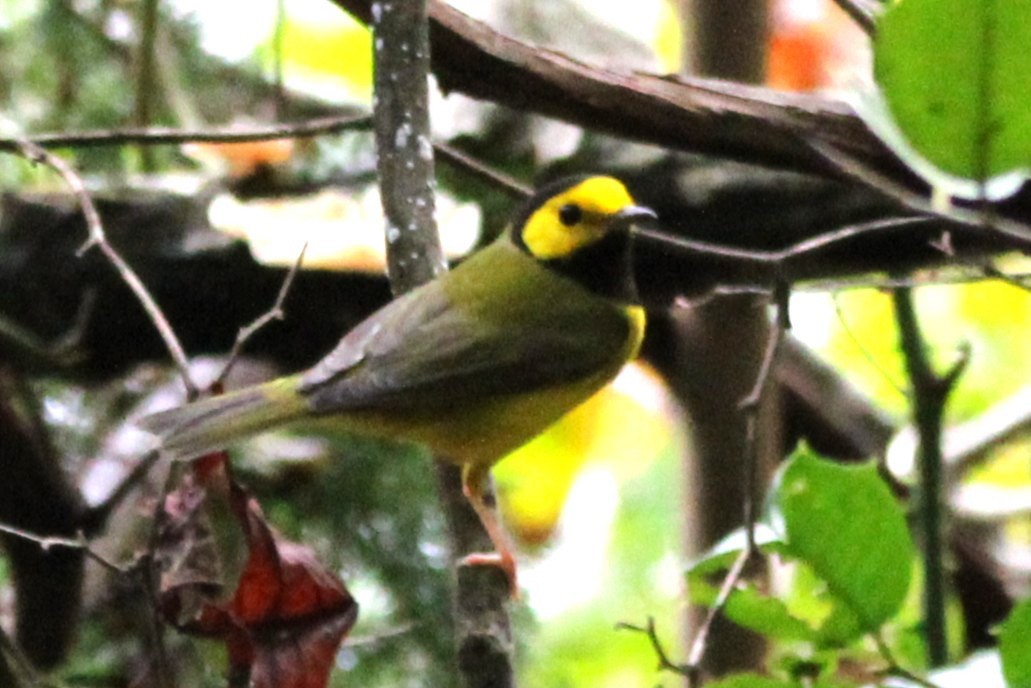 Hooded Warbler - ML642625606