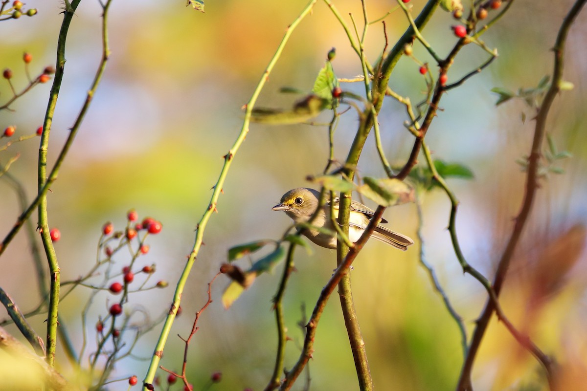 White-eyed Vireo - ML642625609