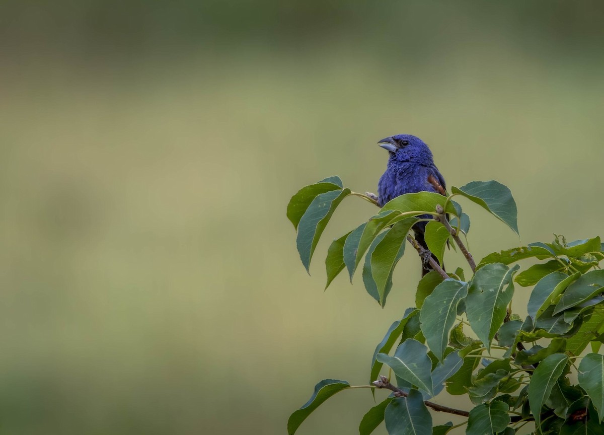 Blue Grosbeak - ML642625613