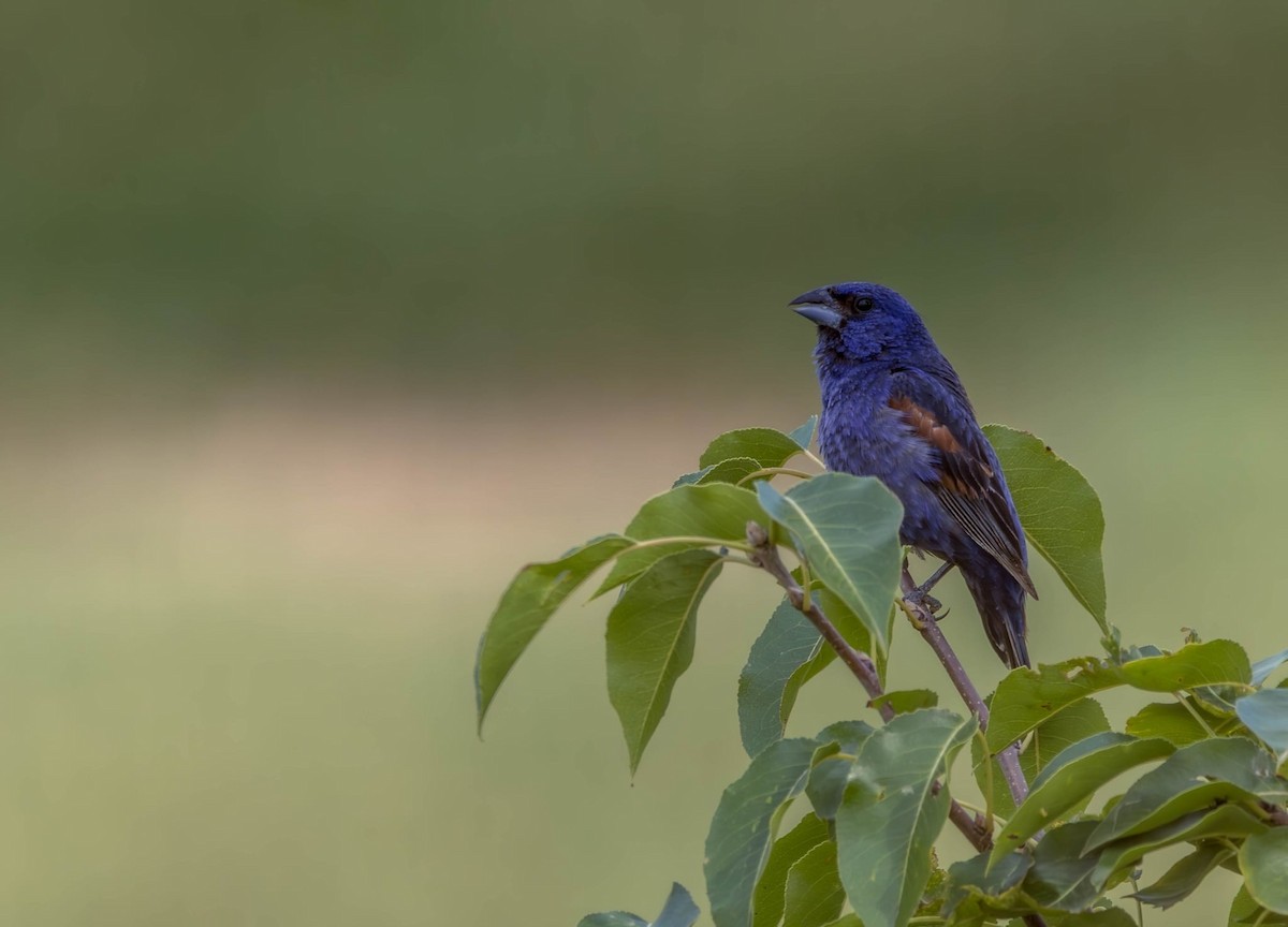 Blue Grosbeak - ML642625614