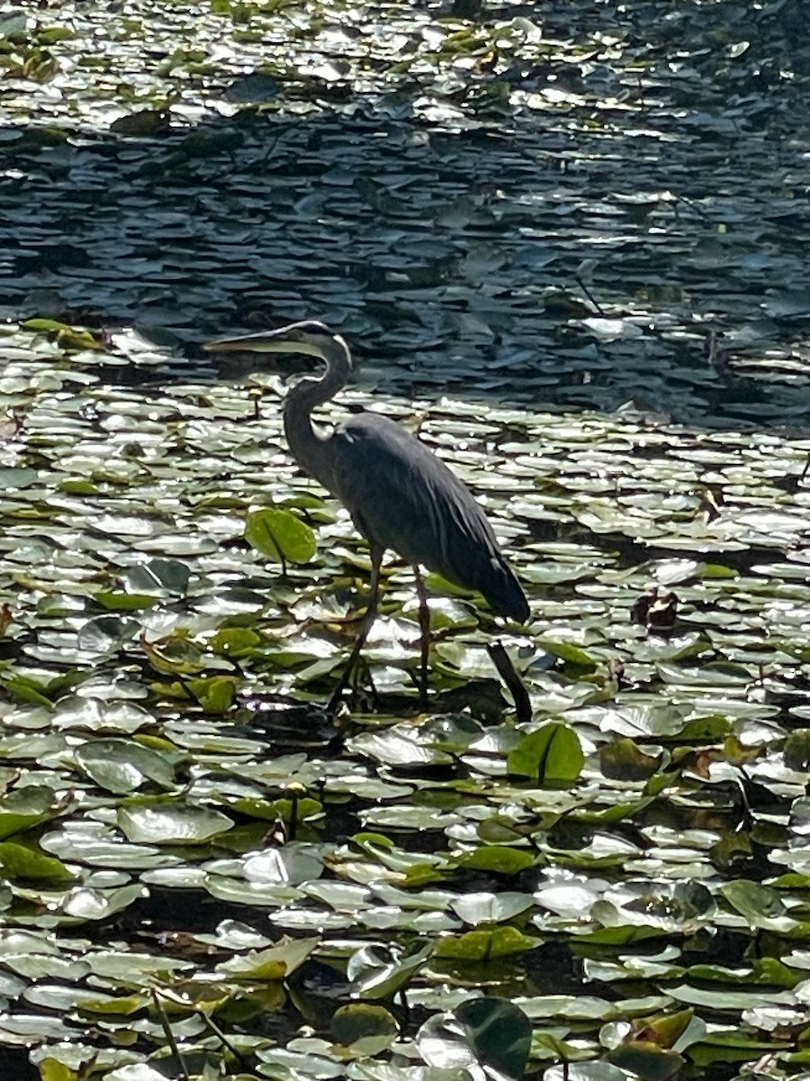 Great Blue Heron - ML642625632