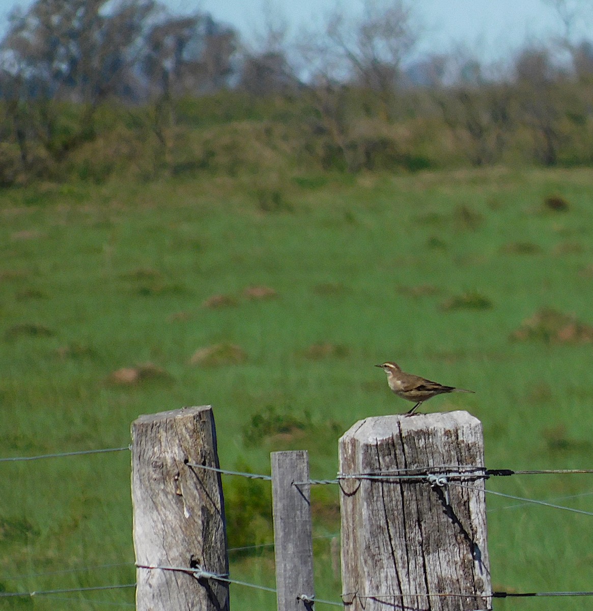 Buff-winged Cinclodes - ML642625643