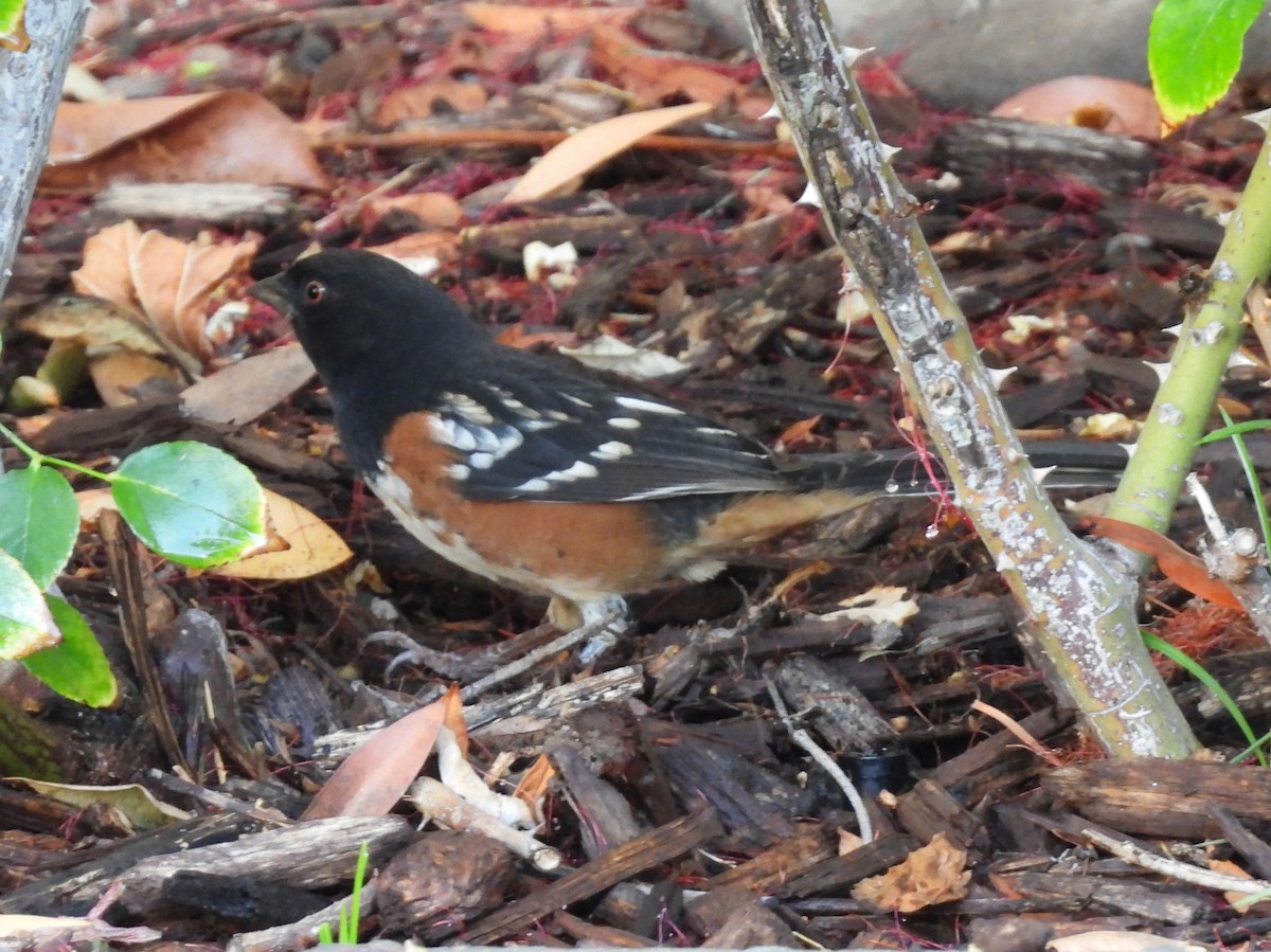 Spotted Towhee - ML642625656