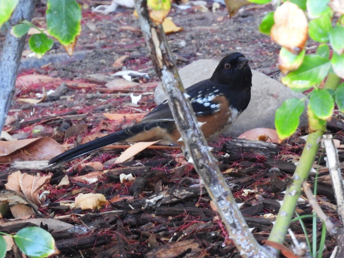 Spotted Towhee - ML642625658