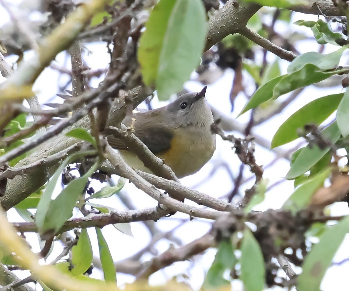 American Redstart - ML642625690