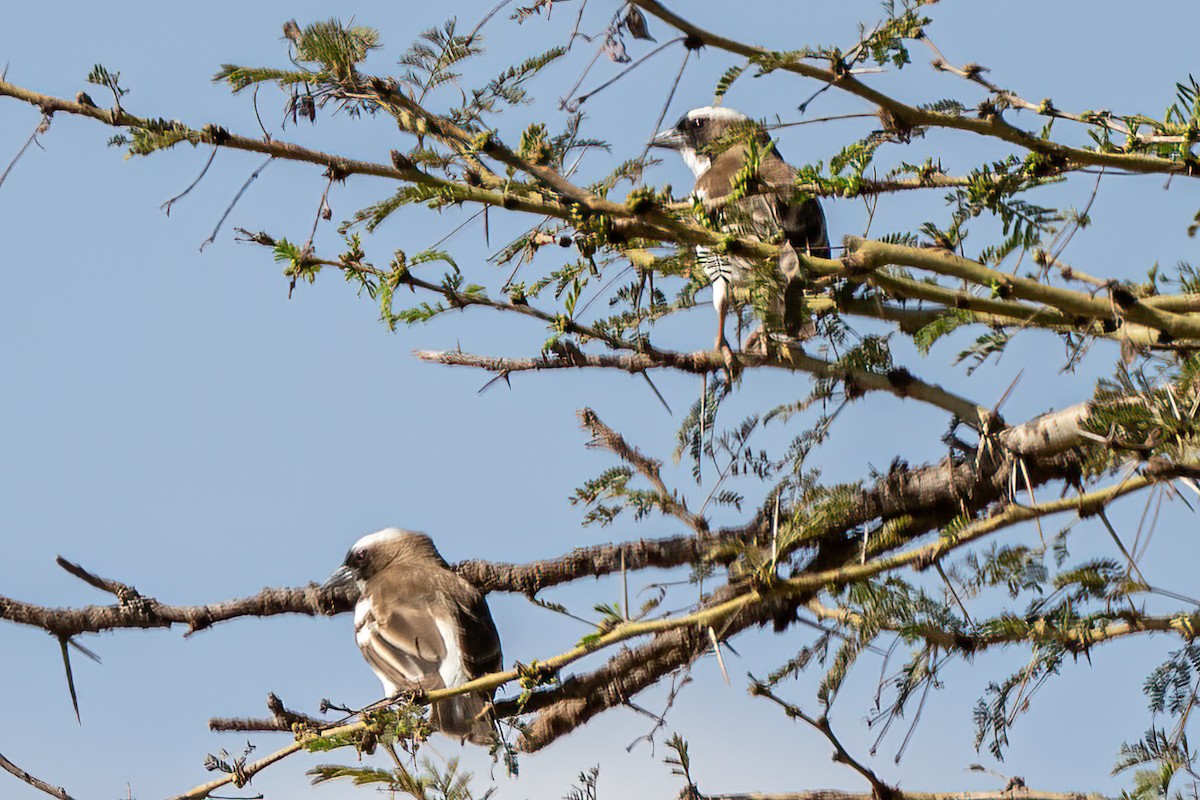 White-browed Sparrow-Weaver - ML642625693