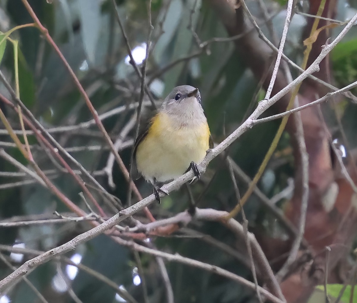 American Redstart - ML642625710
