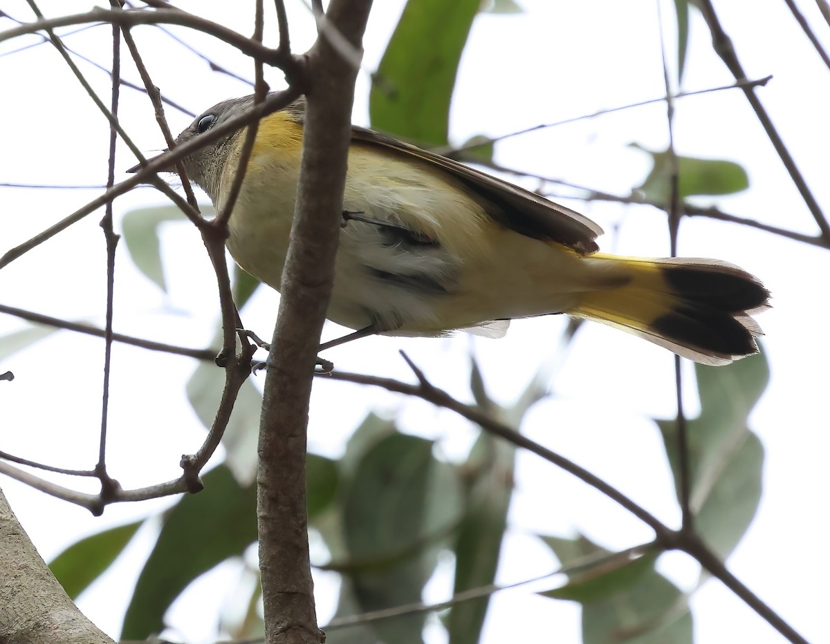 American Redstart - ML642625711