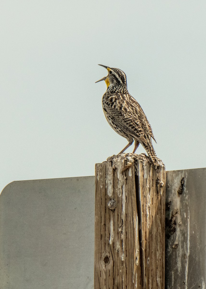Western Meadowlark - ML642625713