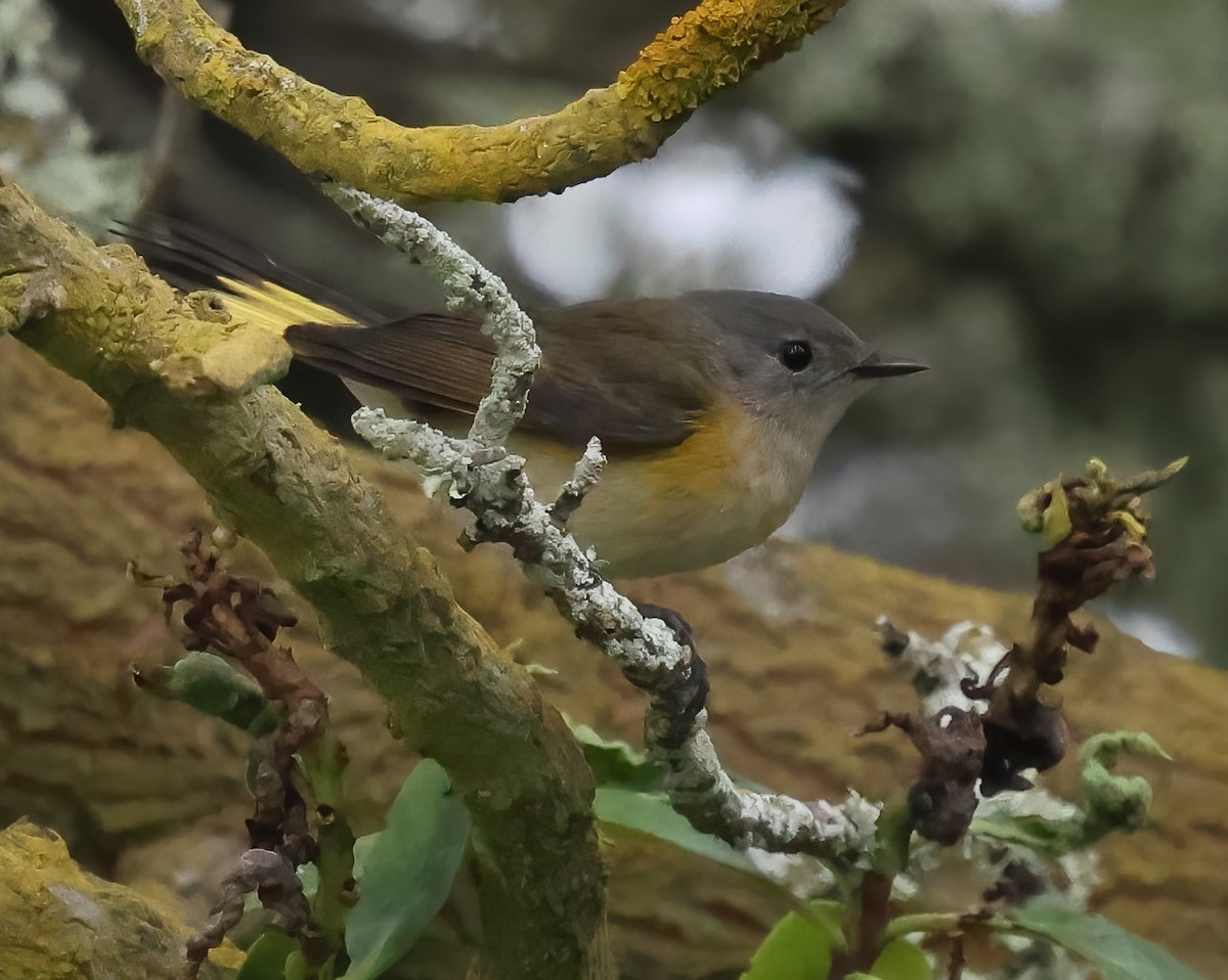 American Redstart - ML642625732