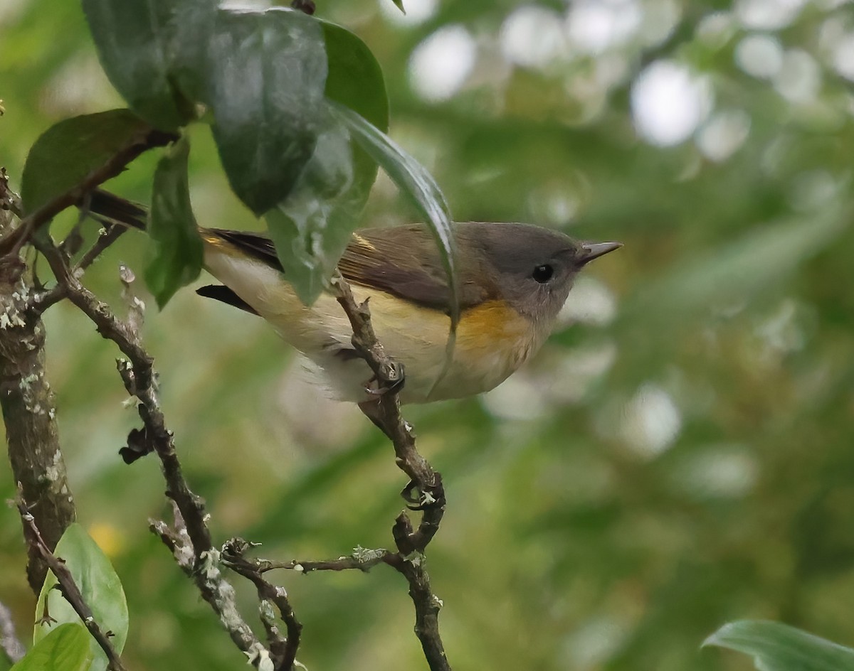 American Redstart - ML642625750