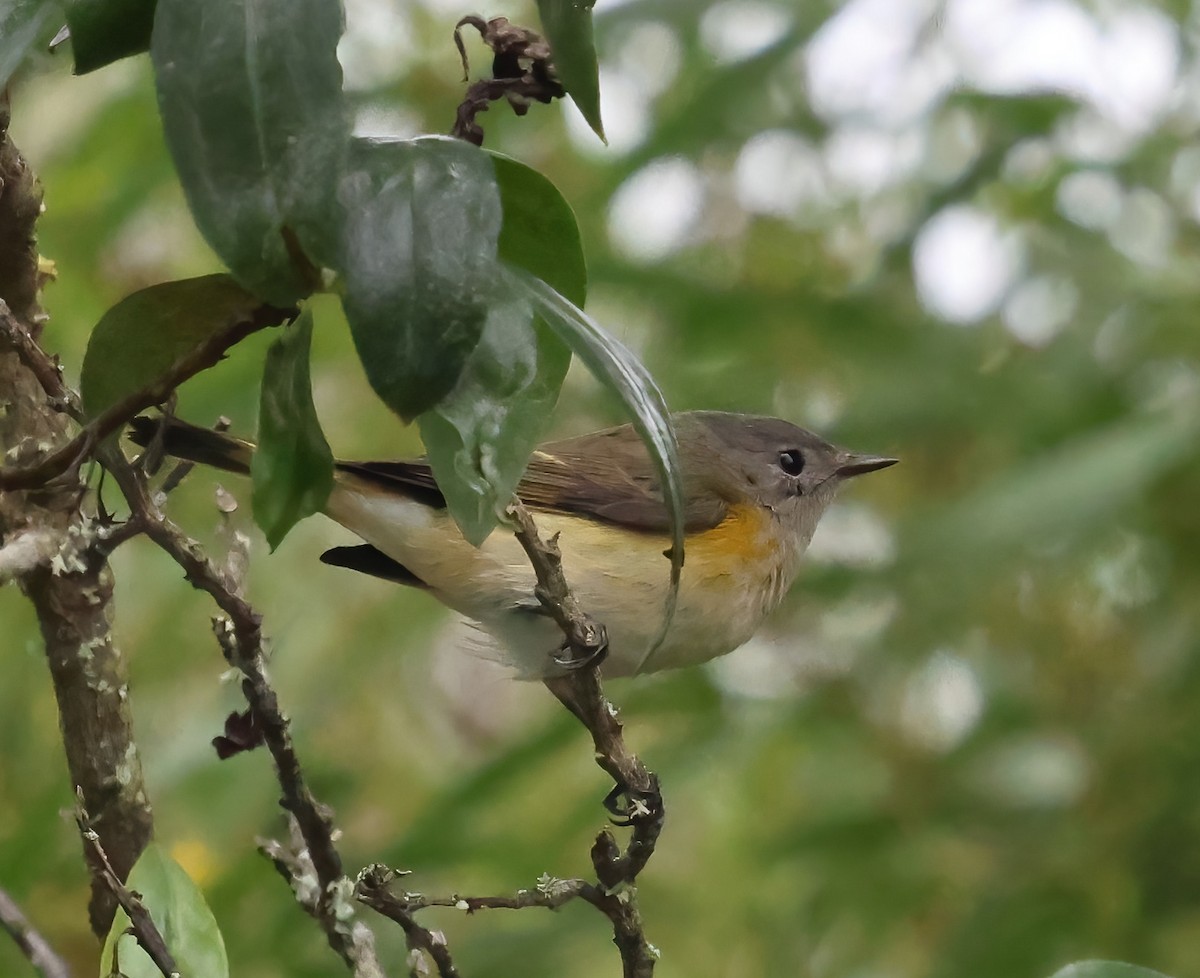 American Redstart - ML642625751
