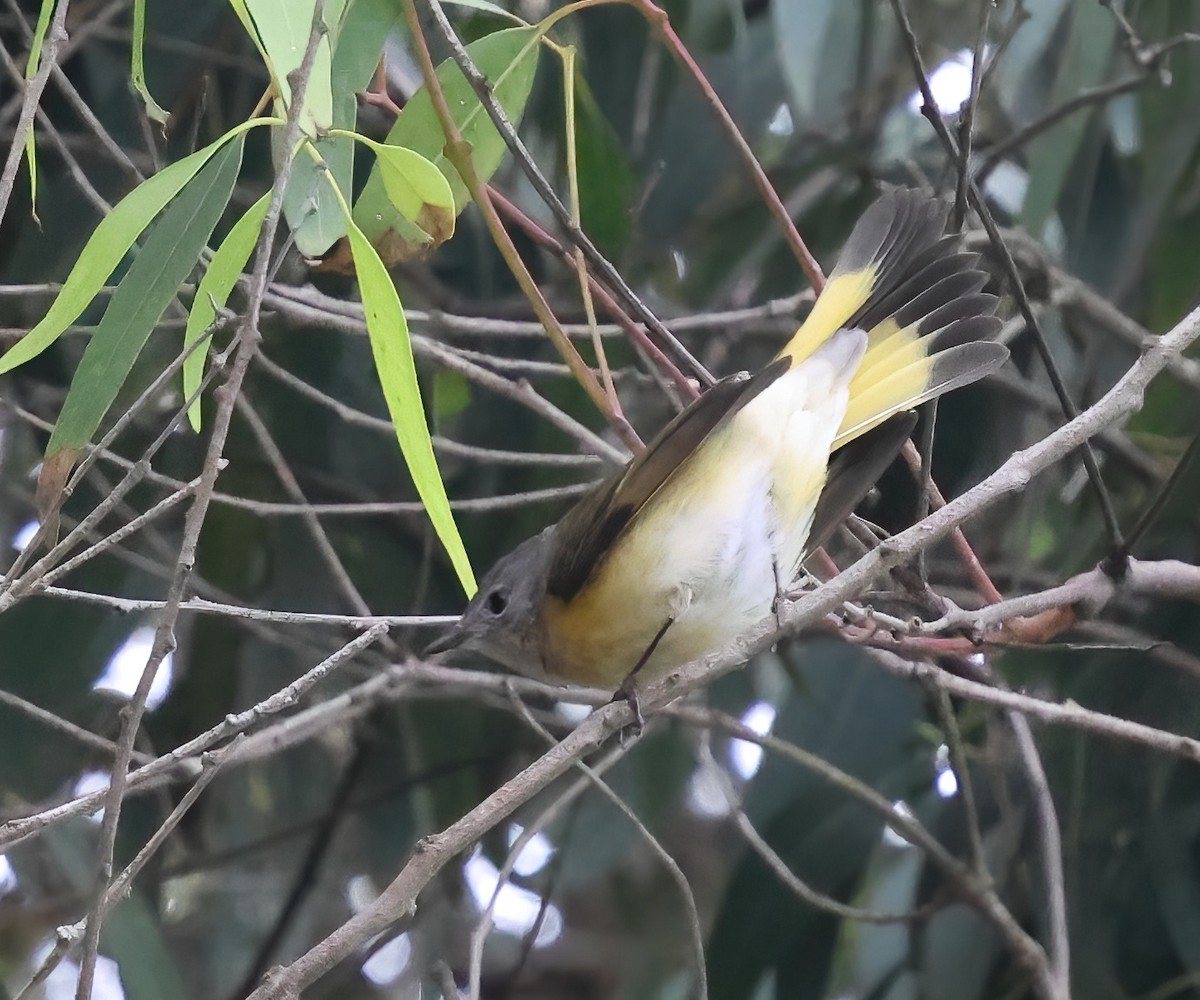 American Redstart - ML642625787