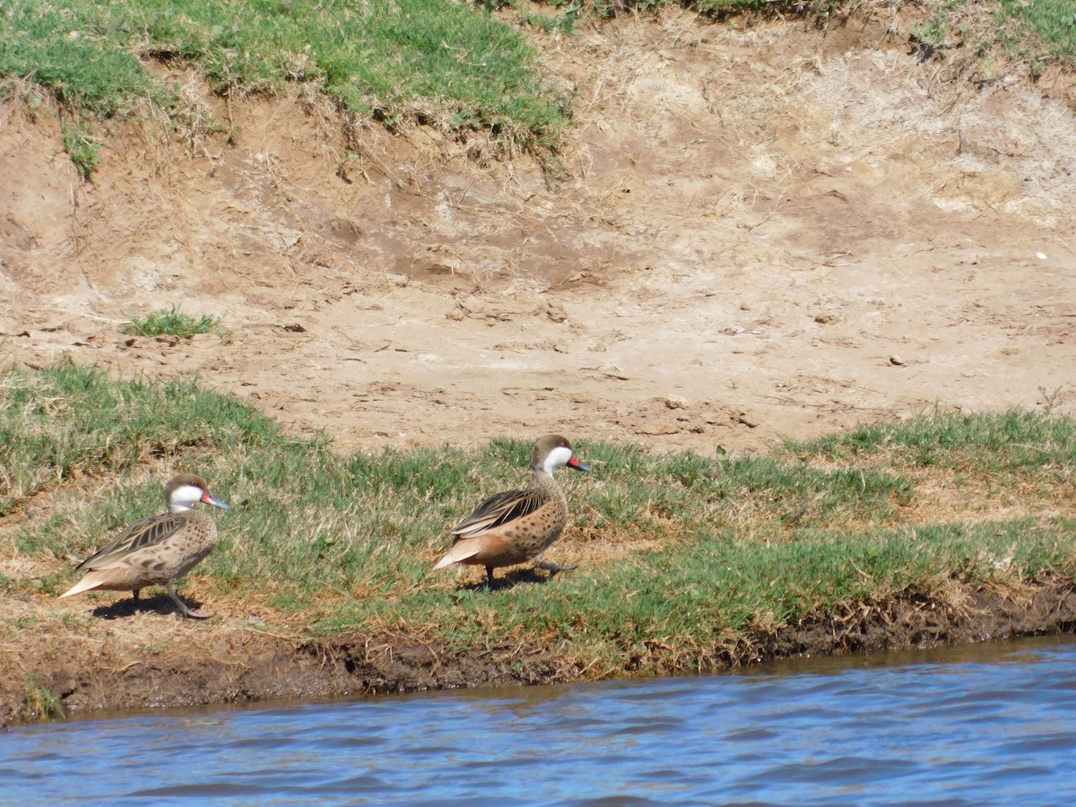 White-cheeked Pintail - ML642625793