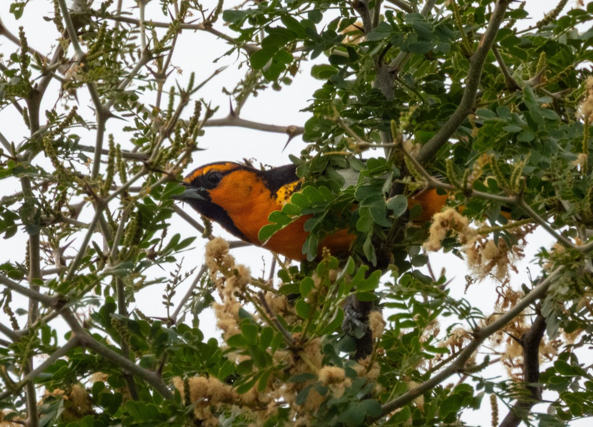 Bullock's Oriole - ML642625803