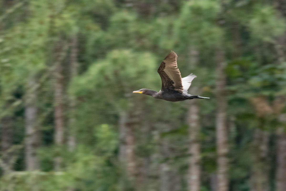 Neotropic Cormorant - ML642625806