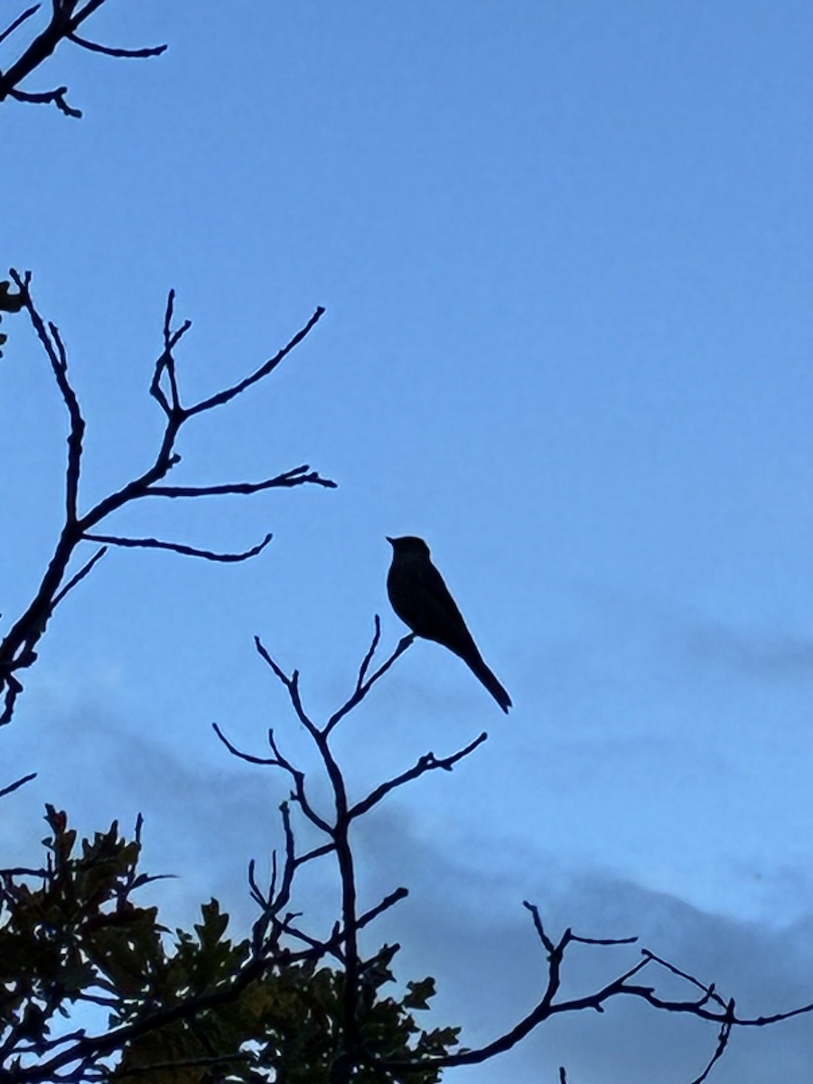 Townsend's Solitaire - ML642625836