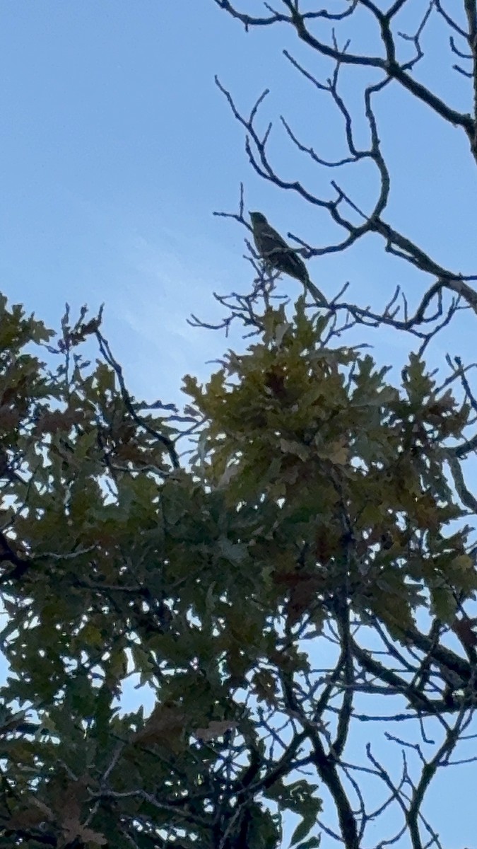Townsend's Solitaire - ML642625837