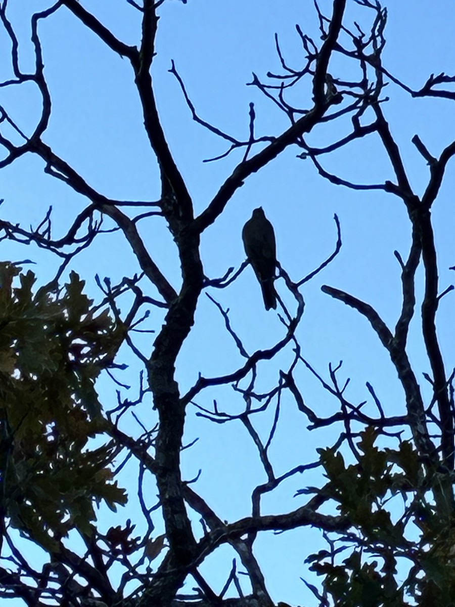 Townsend's Solitaire - ML642625838
