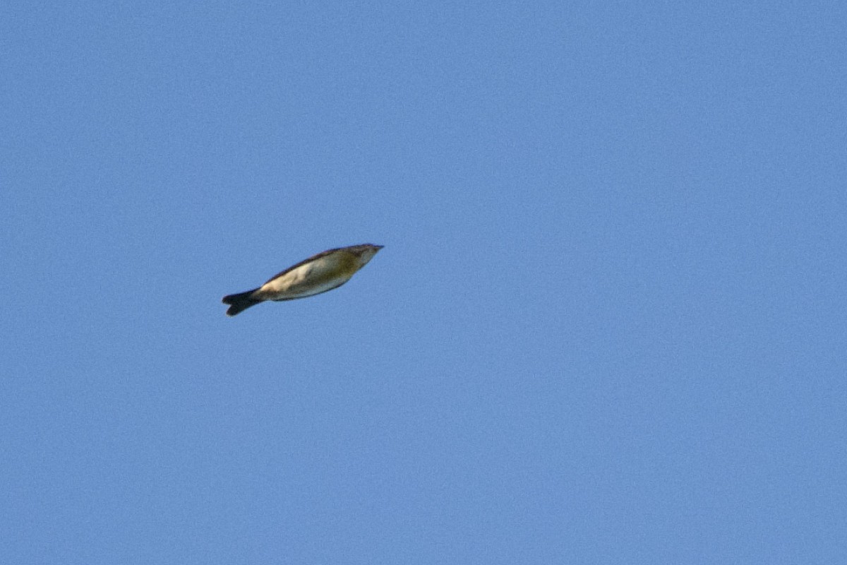 Dickcissel - ML642625868