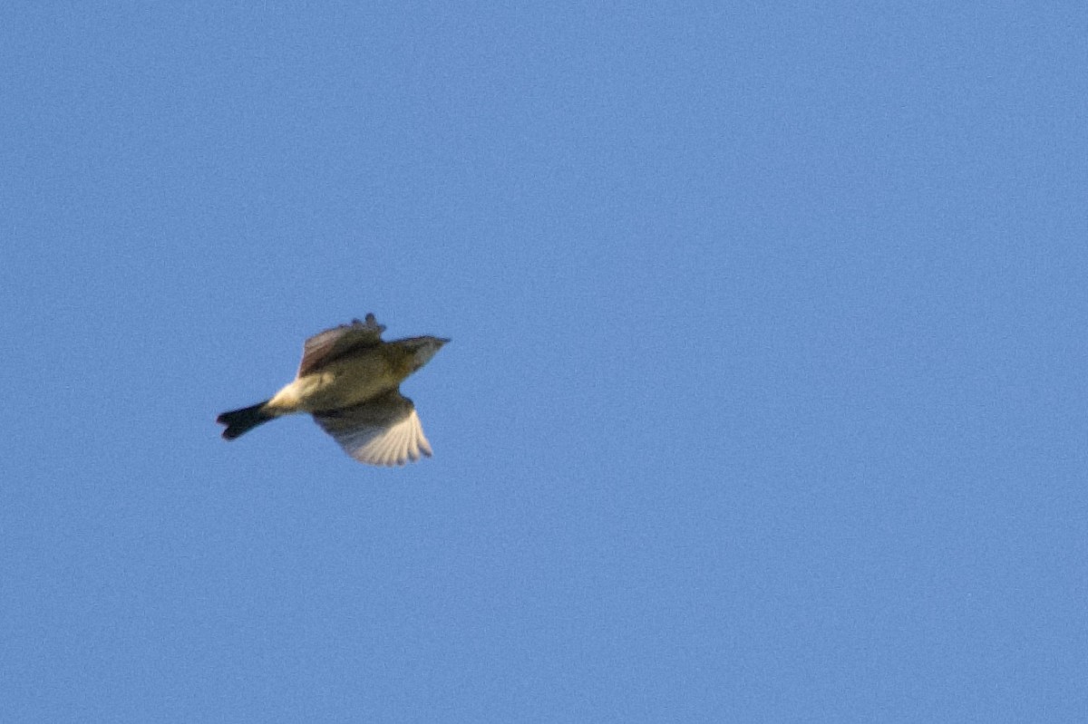 Dickcissel - ML642625869