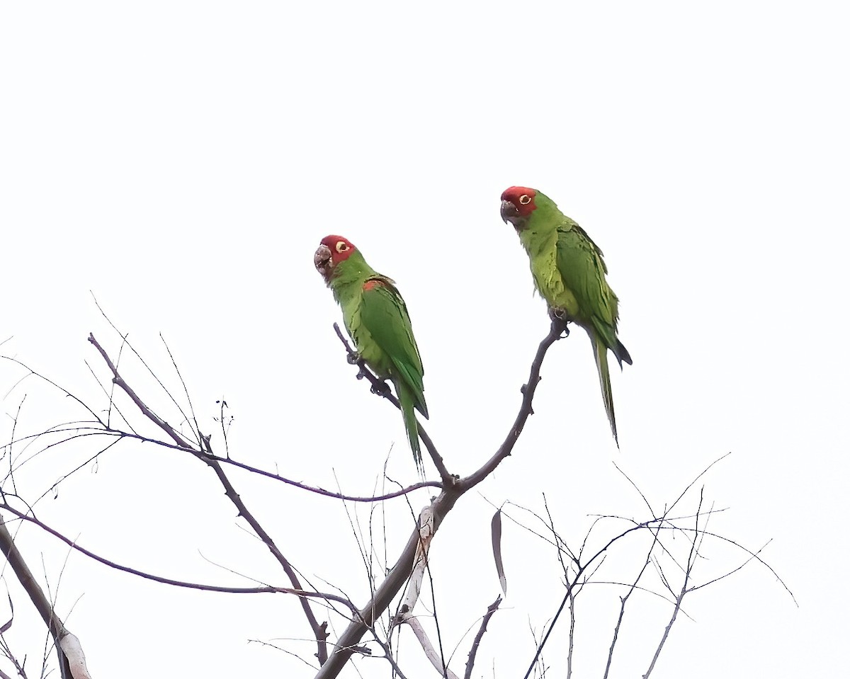 Red-masked Parakeet - ML642625870