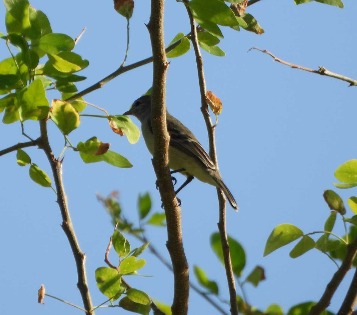 Southern Beardless-Tyrannulet - ML642625871