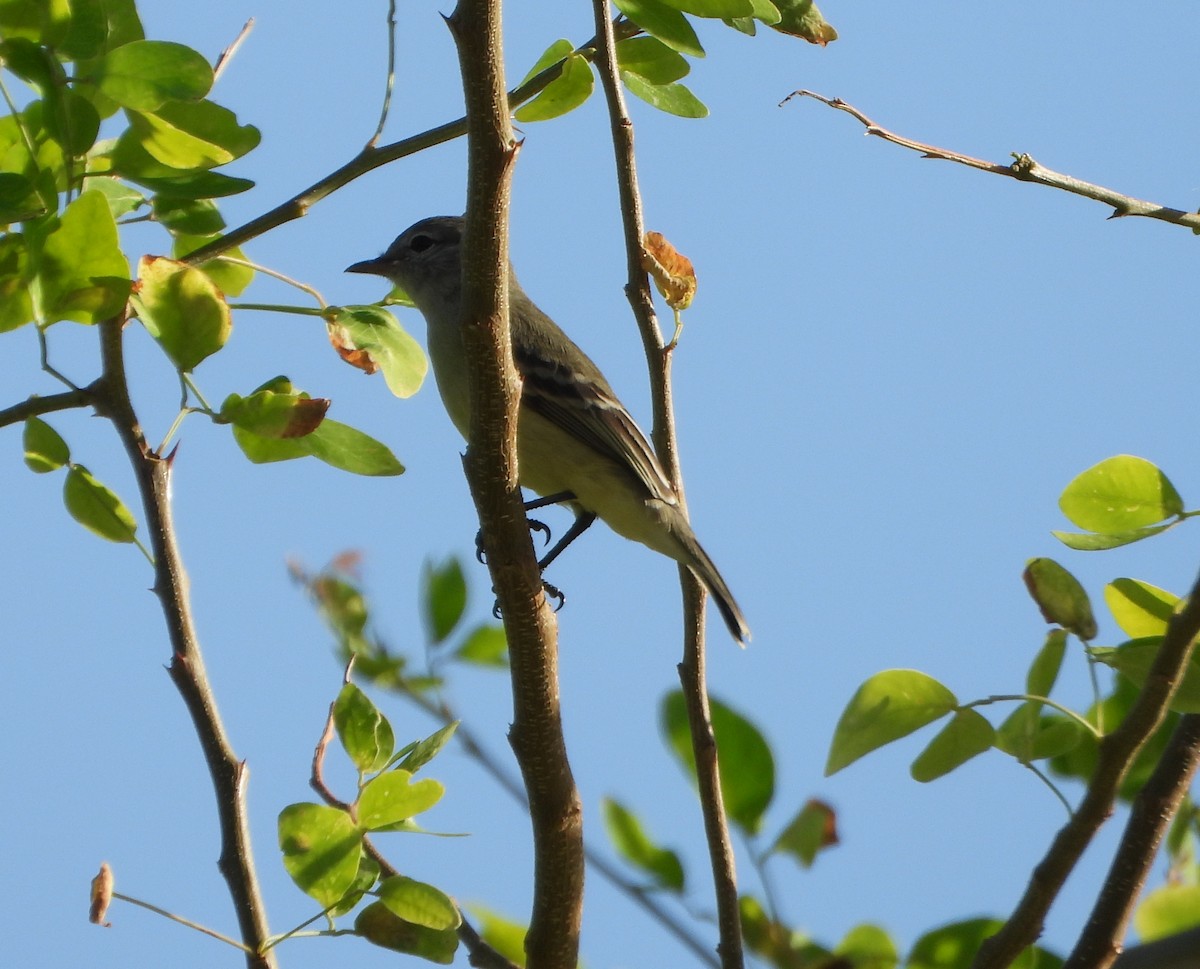 Southern Beardless-Tyrannulet - ML642625872