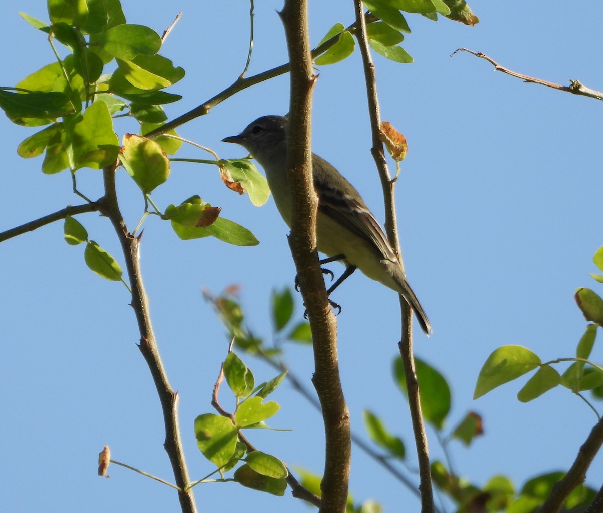 Southern Beardless-Tyrannulet - ML642625873