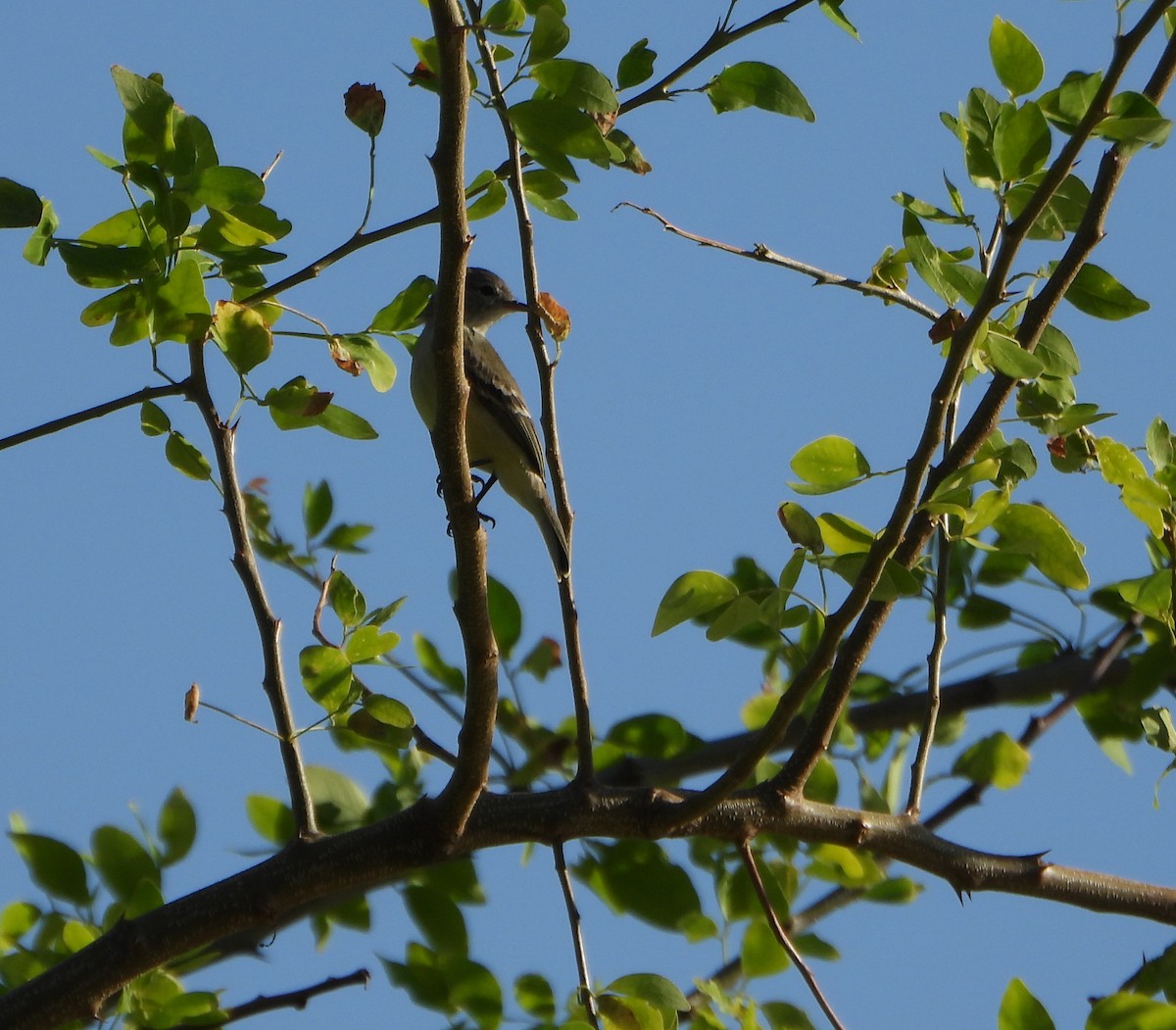 Southern Beardless-Tyrannulet - ML642625874