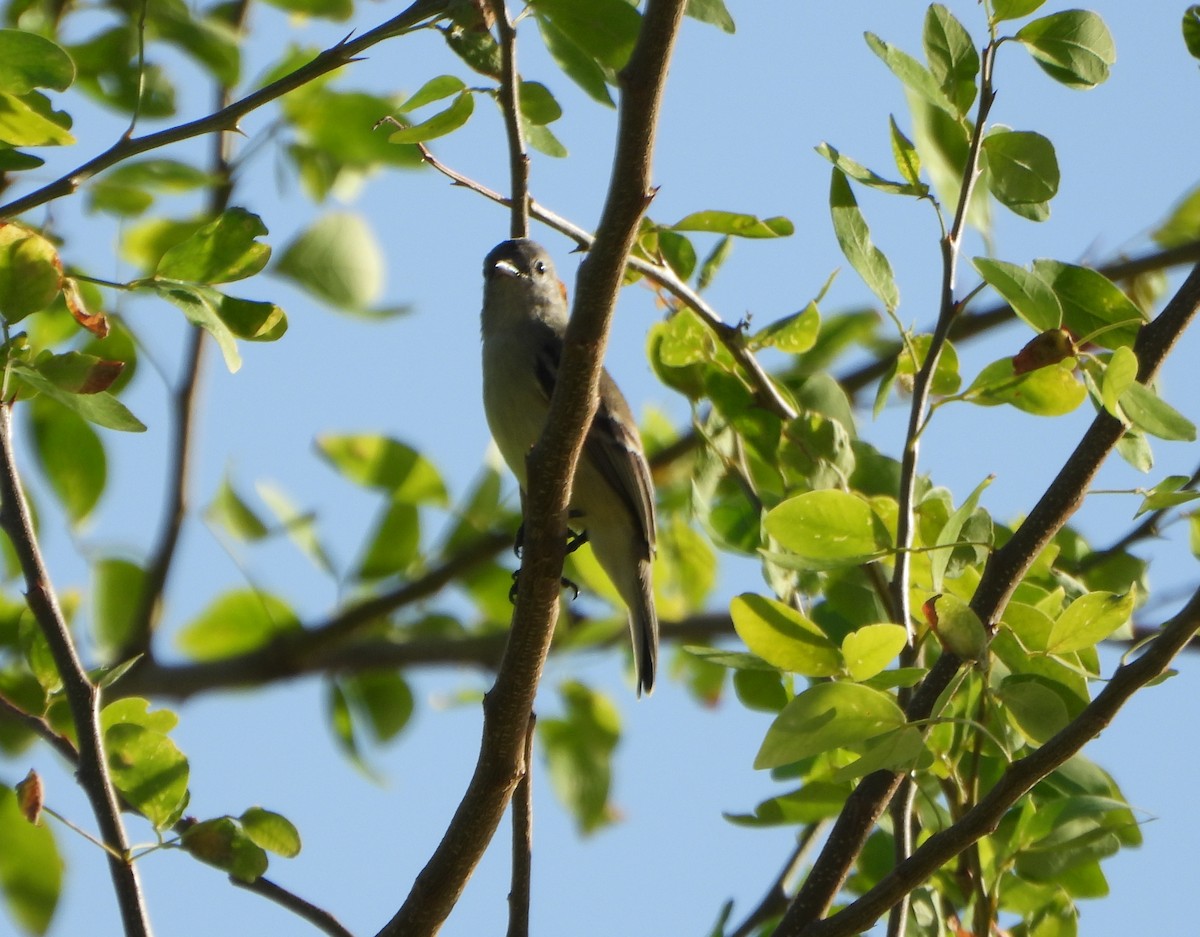 Southern Beardless-Tyrannulet - ML642625876
