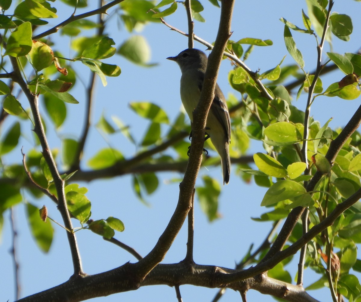 Southern Beardless-Tyrannulet - ML642625877