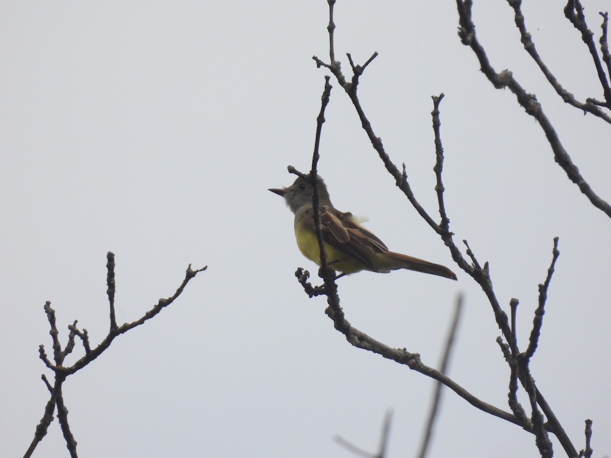 Great Crested Flycatcher - ML642625891