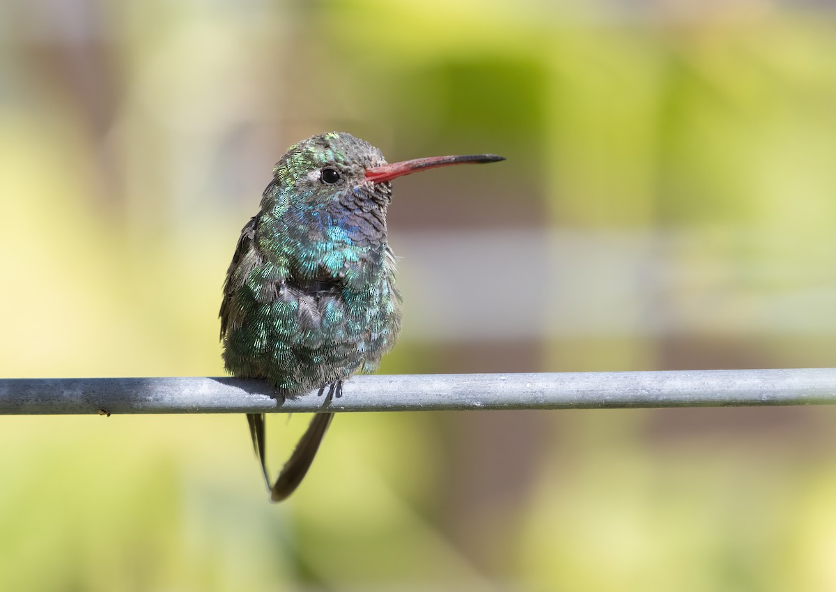 Broad-billed Hummingbird - ML642625908