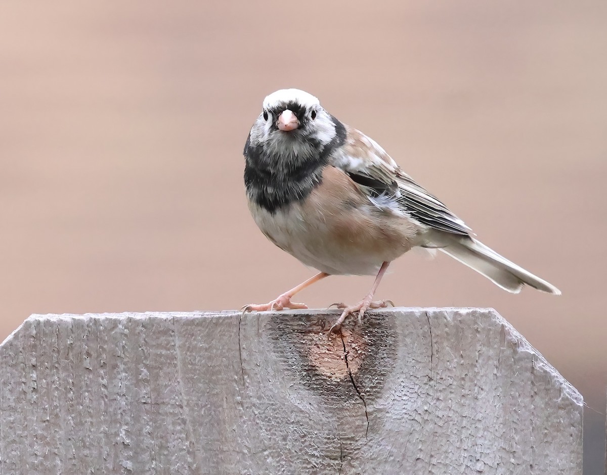 Dark-eyed Junco - ML642625931