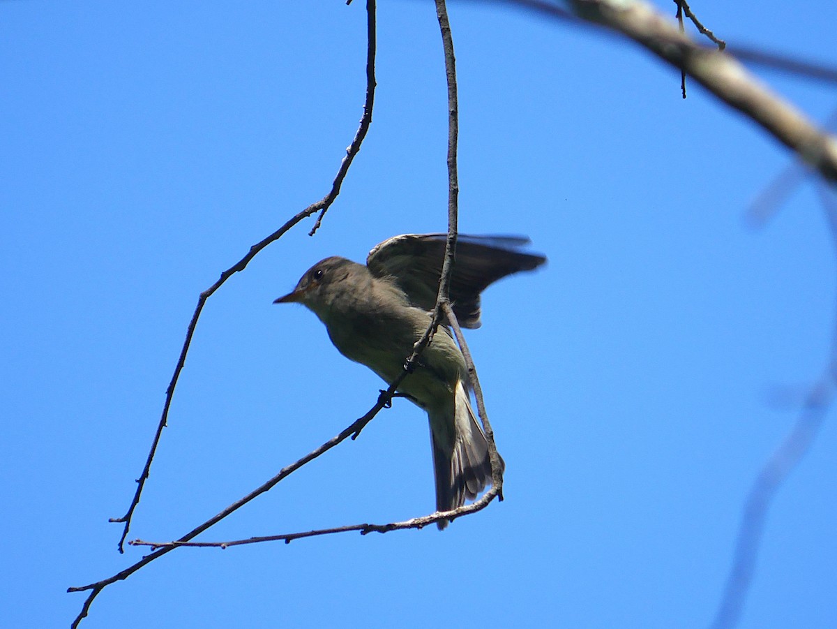 Eastern Wood-Pewee - ML642625936