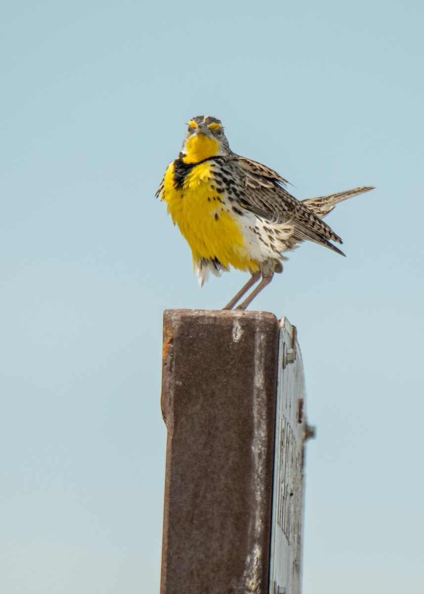 Western Meadowlark - ML642625961