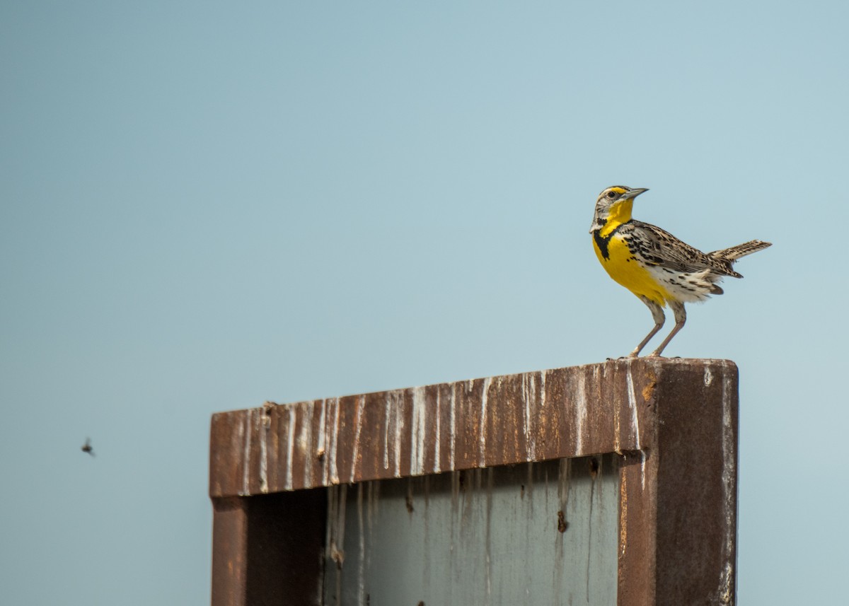 Western Meadowlark - ML642625964