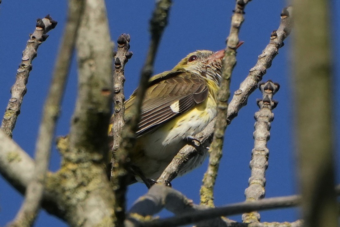 Eurasian Golden Oriole - ML642625966